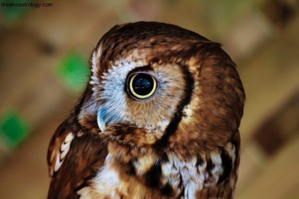 Minerva Asteroid: Wisdom, Knowledge & Female Intellect | Astrology