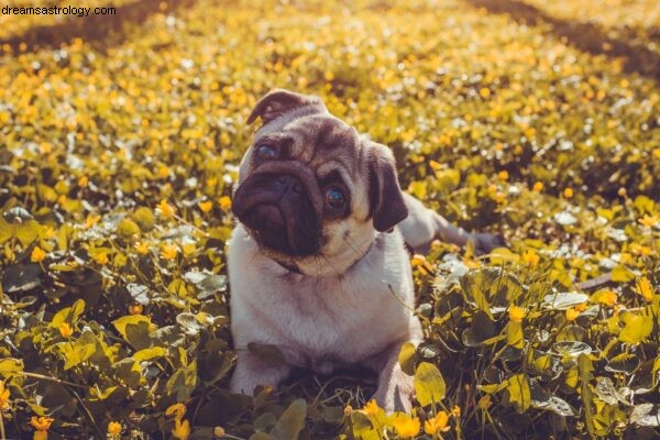 Dog Astrology: Understanding Your Dog s Natal Chart | Dogstar Foundation