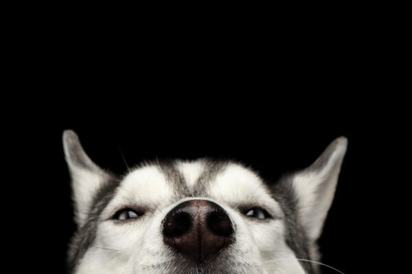 Dog Astrology: Understanding Your Dog s Natal Chart | Dogstar Foundation