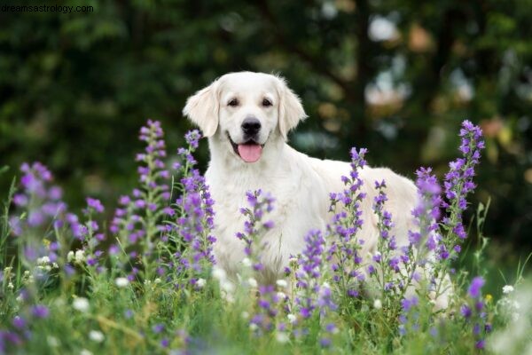 Dog Astrology: Understanding Your Dog s Natal Chart | Dogstar Foundation