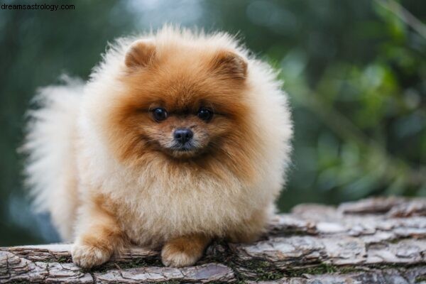 Dog Astrology: Understanding Your Dog s Natal Chart | Dogstar Foundation