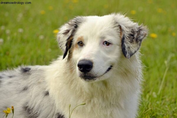 Dog Astrology: Understanding Your Dog s Natal Chart | Dogstar Foundation