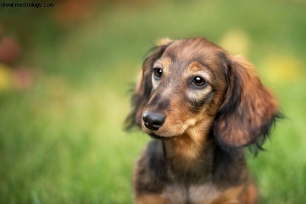 Dog Astrology: Understanding Your Dog s Natal Chart | Dogstar Foundation