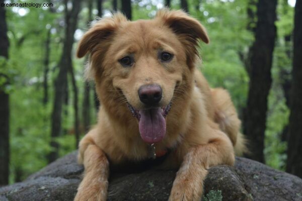 Dog Astrology: Understanding Your Dog s Natal Chart | Dogstar Foundation