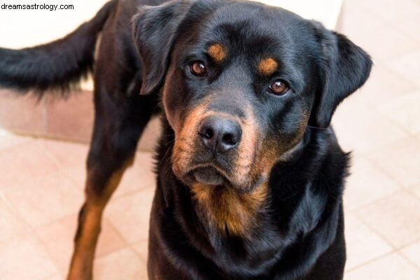 Dog Astrology: Understanding Your Dog s Natal Chart | Dogstar Foundation