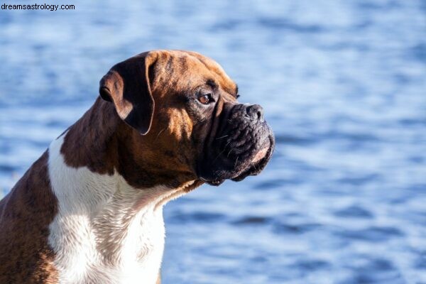 Dog Astrology: Understanding Your Dog s Natal Chart | Dogstar Foundation