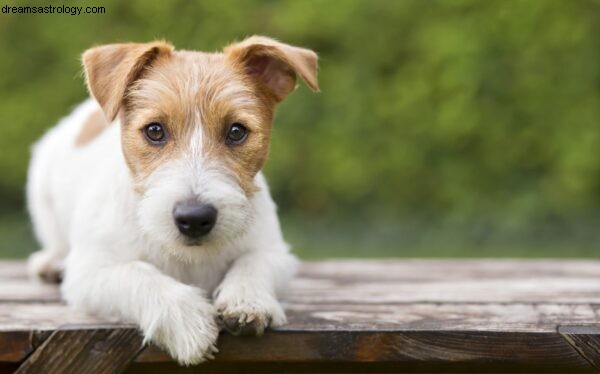 Dog Astrology: Understanding Your Dog s Natal Chart | Dogstar Foundation