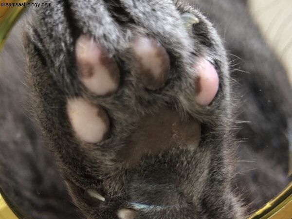 Animal Astrology & Paw Readings | Discover Your Pet s Personality