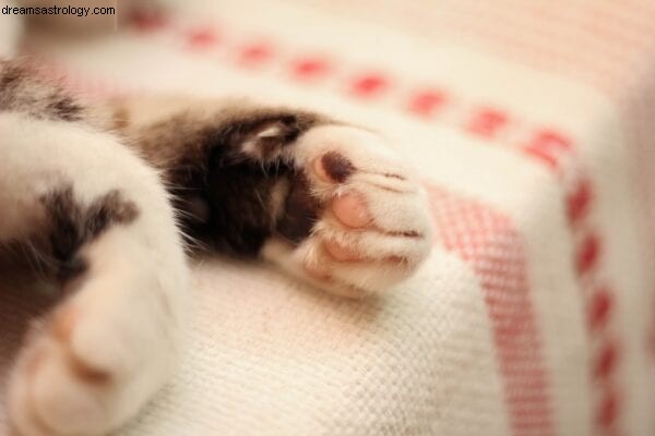 Animal Astrology & Paw Readings | Discover Your Pet s Personality
