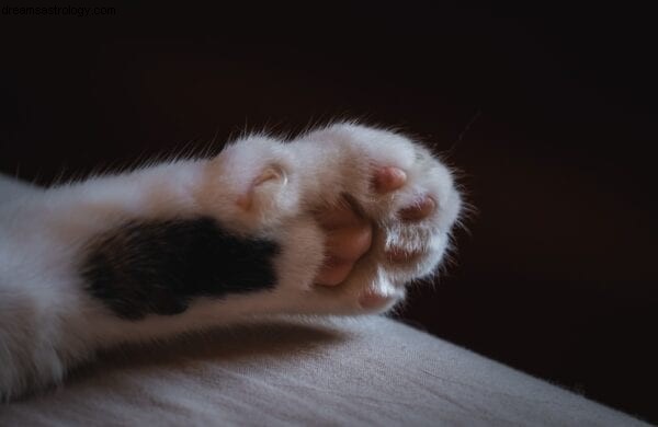 Animal Astrology & Paw Readings | Discover Your Pet s Personality