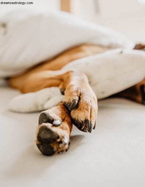 Animal Astrology & Paw Readings | Discover Your Pet s Personality