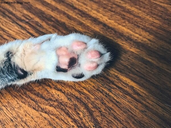 Animal Astrology & Paw Readings | Discover Your Pet s Personality
