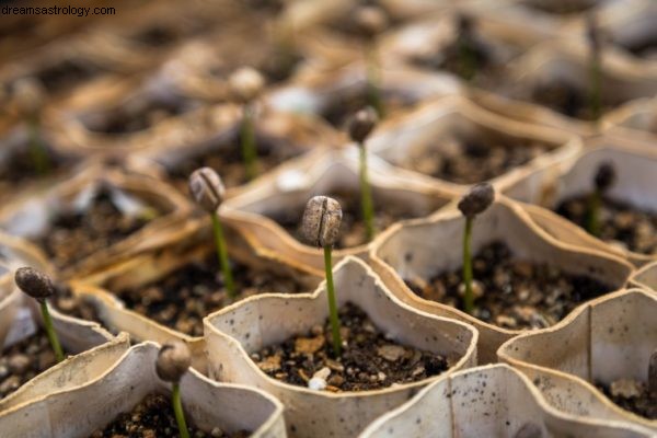 Gardening Astrology: New Moon Insights for Plant Success