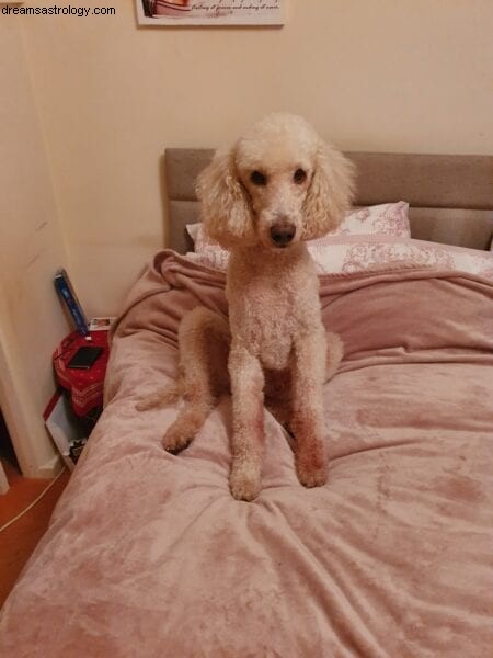 Psychic Pet Readings & Animal Astrology | Conscious Cafe Event