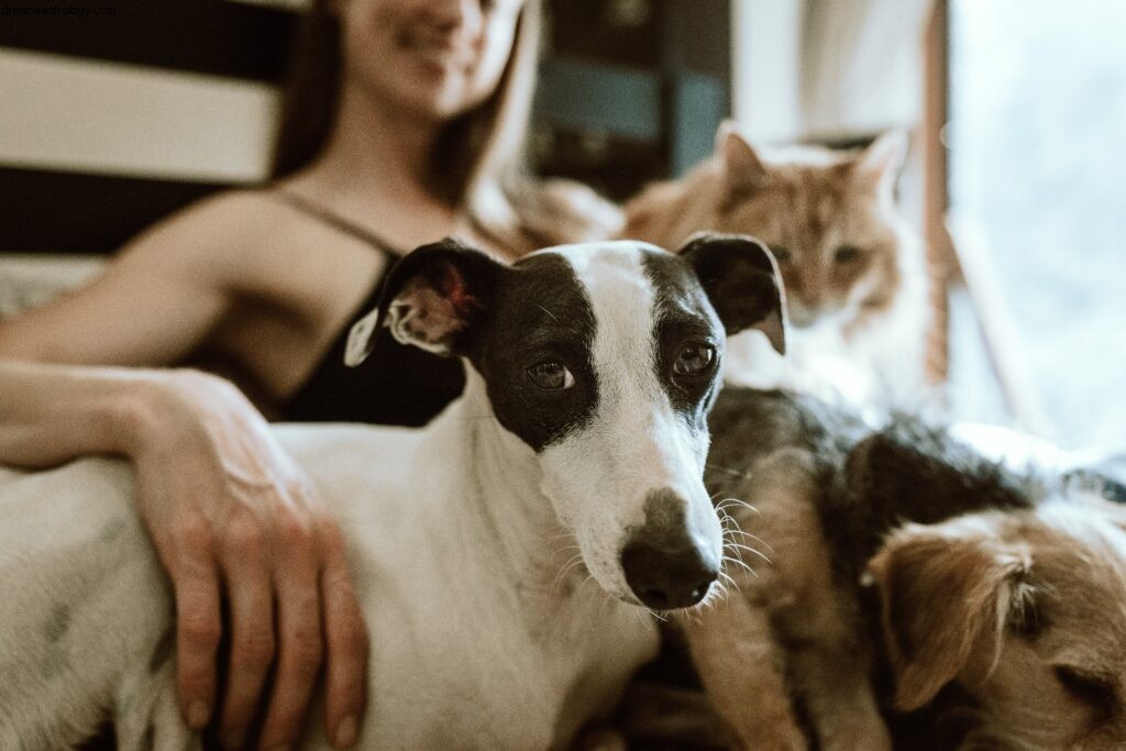 Animal Astrology: Understanding the Deep Connection Between Pets & People