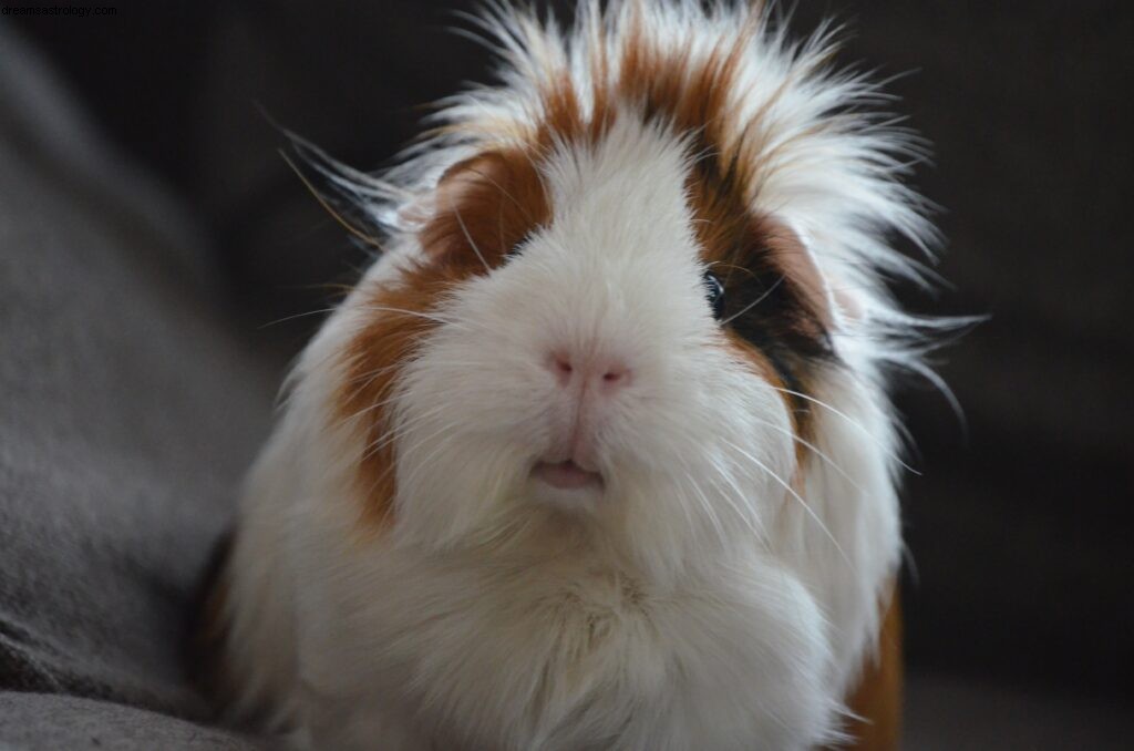 Animal Astrology: Understanding the Deep Connection Between Pets & People
