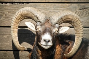Aries Horoscope: July 2015 - Mars in Cancer