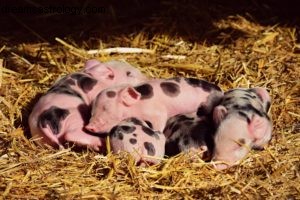 Chinese New Year 2019: Celebrating the Year of the Pig