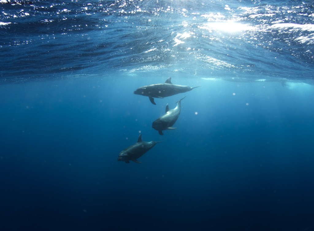 Pisces Transit: Creativity & New Experiences (March 2021)