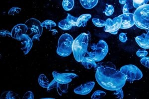 Virgo Horoscope June 2016: Mercury s Influence & Key Insights