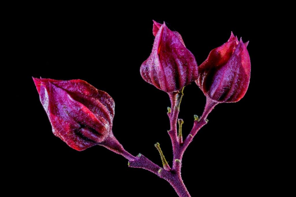 Scorpio Horoscope: May 2017 - Navigating Communication & Strength