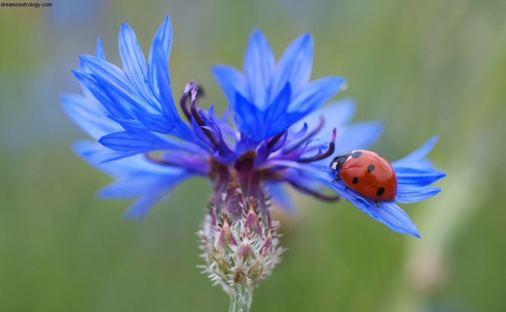 Taurus Horoscope for May 2017: Venus & Mercury Retrograde