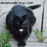 Full Moon Leo & 6th House: Health, Pets & Practical Matters