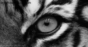 Navigating Cycles of Abuse: Understanding Predator & Prey Dynamics