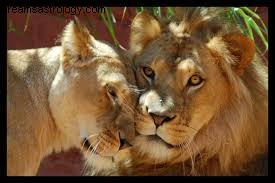 Leo Full Moon 2015: Harnessing Power, Abundance & Pleasure with Sandalwood & Copal
