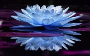 New Moon in Scorpio: Embracing True Friendship & Inner Reflection