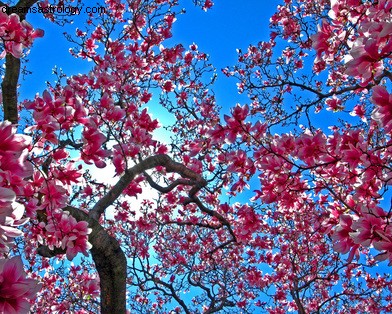 New Moon in Taurus: Insights & Energetic Shifts