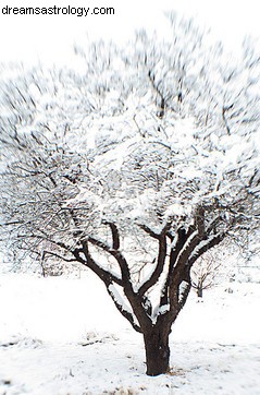 Astrology & Community Herbal Medicine Garden Update - New Year Goals