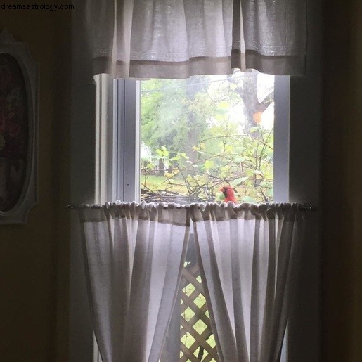 Astrology & Symbolism: Cardinal Energy, Mercury Retrograde, and the Red Cardinal Bird