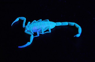 Scorpio Season 2024: Embrace Transformation & Depth