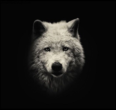 Connecting with Your Inner Wisdom: Spirit Animals & Ascendant