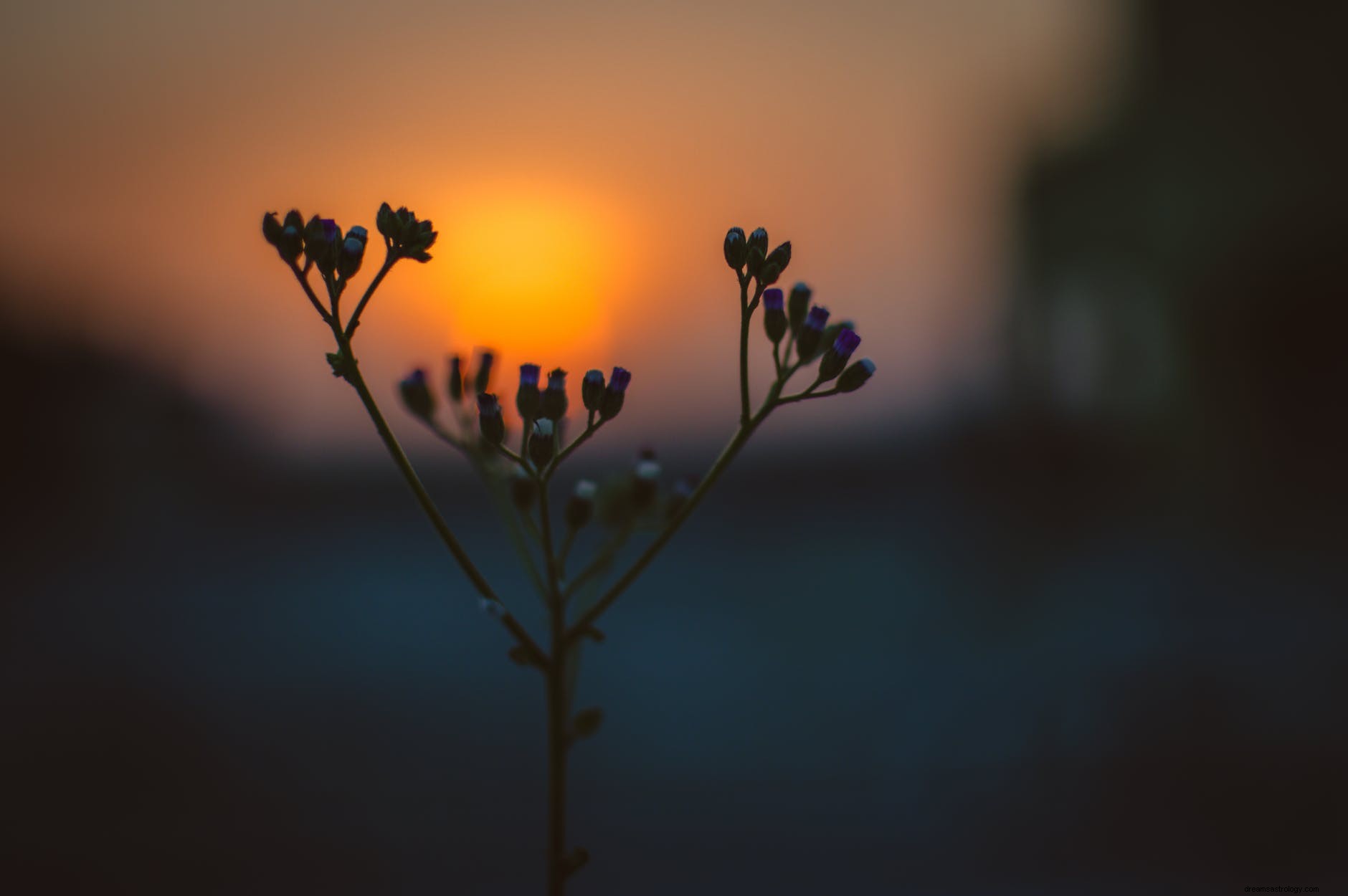 Early Birds of the Zodiac: Which Signs Thrive with Morning Routines?