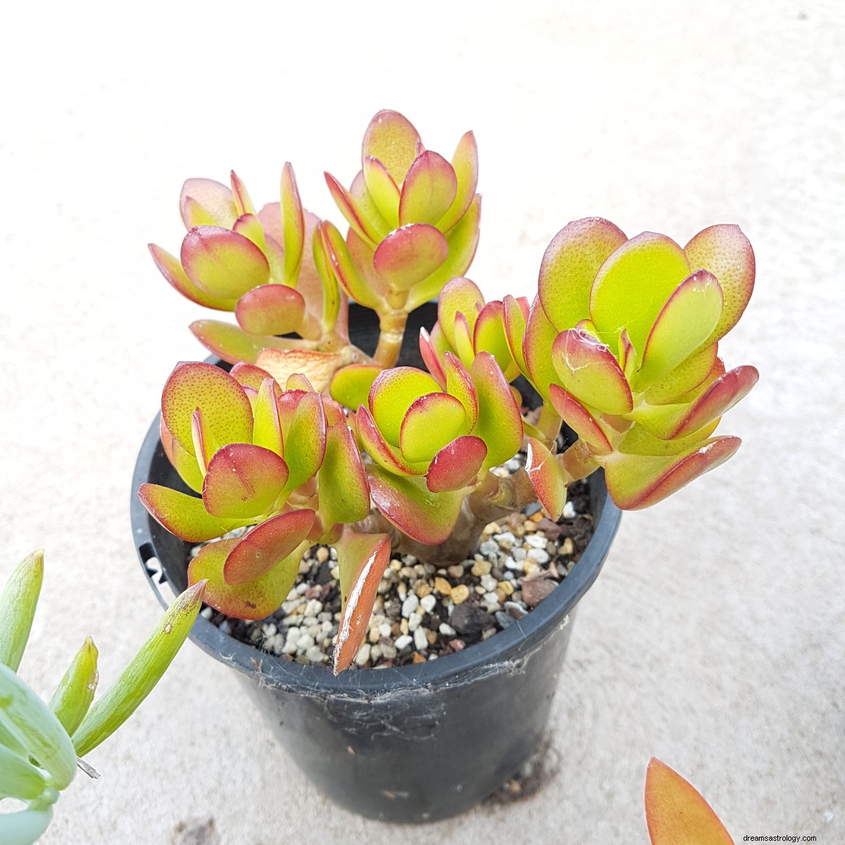 Zodiac Plants: Enhance Your Home Decor with Plants for Every Sign