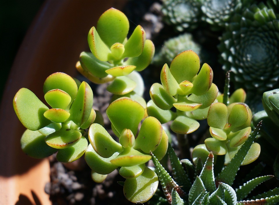 Zodiac Plants: Enhance Your Home Decor with Plants for Every Sign