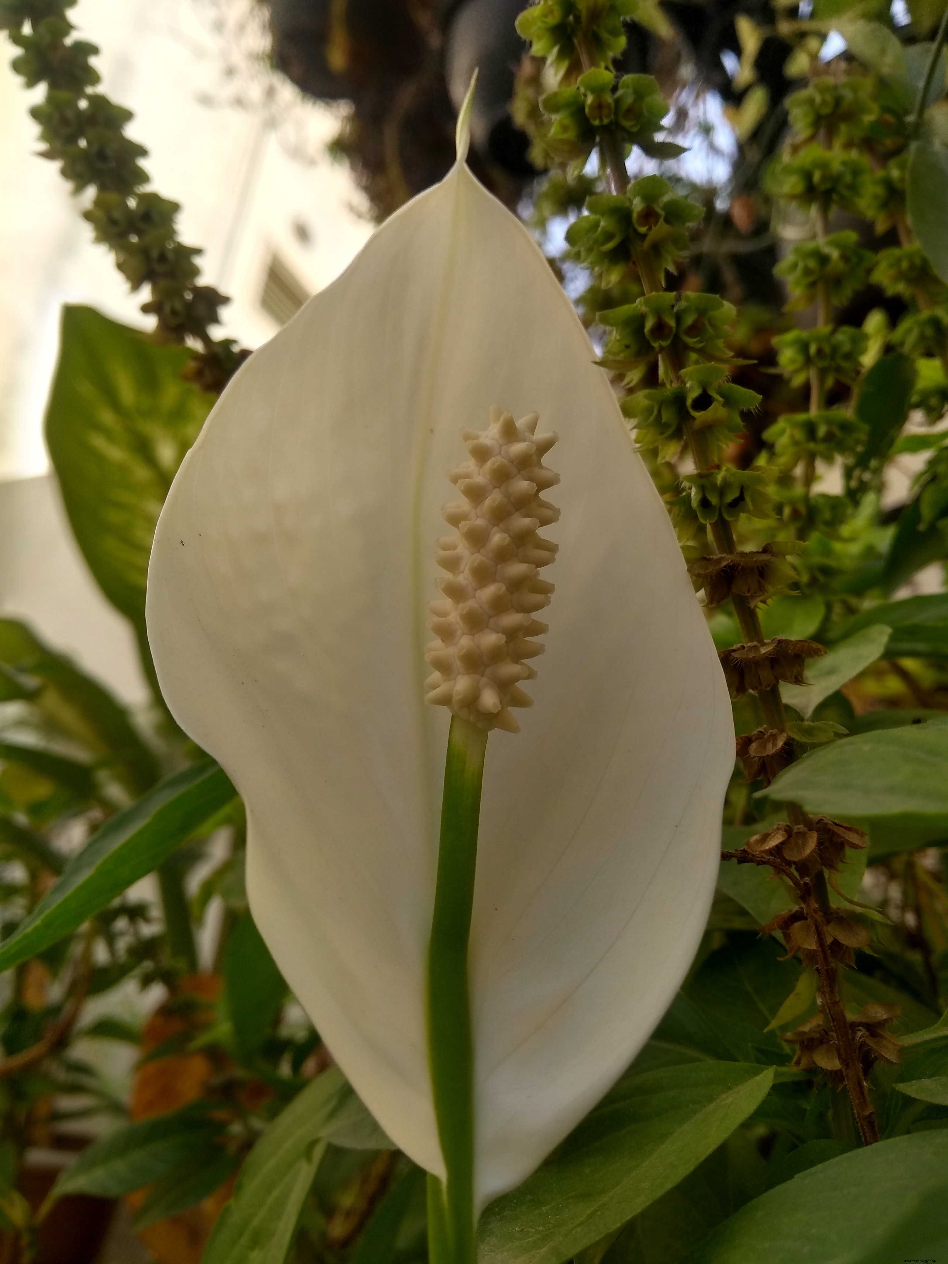 Zodiac Plants: Enhance Your Home Decor with Plants for Every Sign