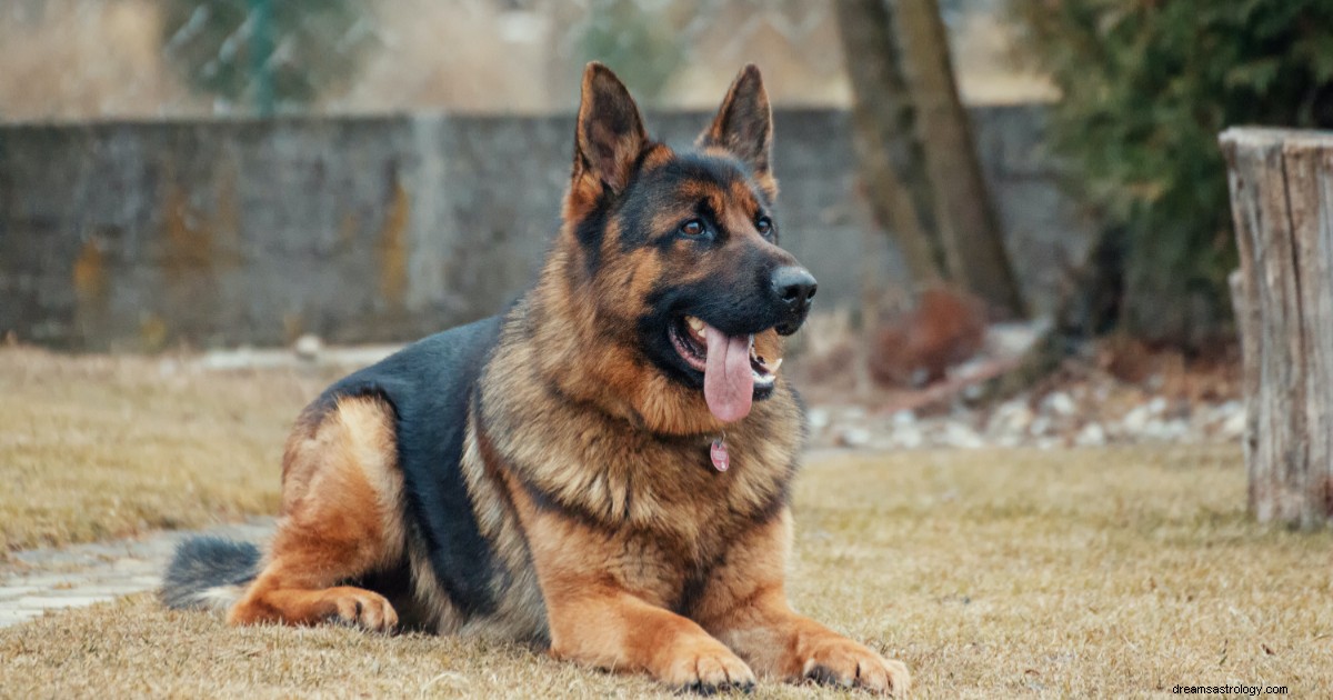 Best Dog Breed for Your Zodiac Sign: A Comprehensive Guide