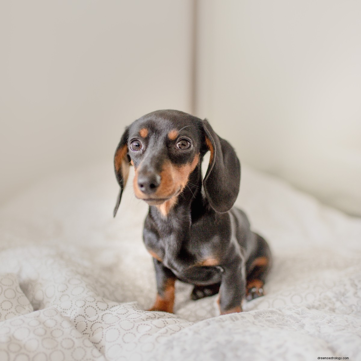 Best Dog Breed for Your Zodiac Sign: A Comprehensive Guide