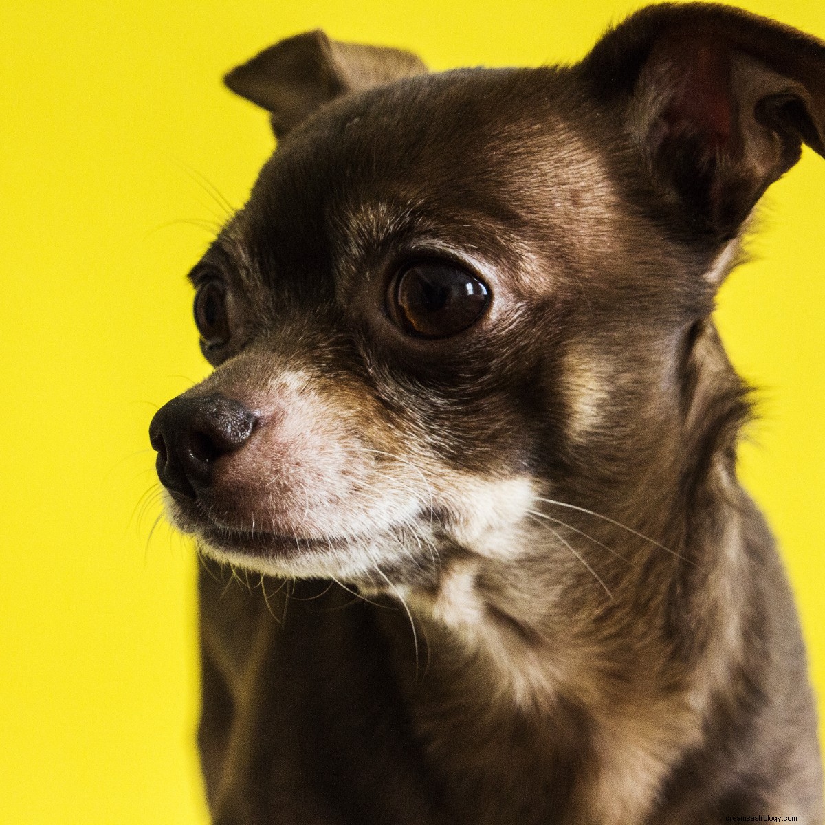 Best Dog Breed for Your Zodiac Sign: A Comprehensive Guide