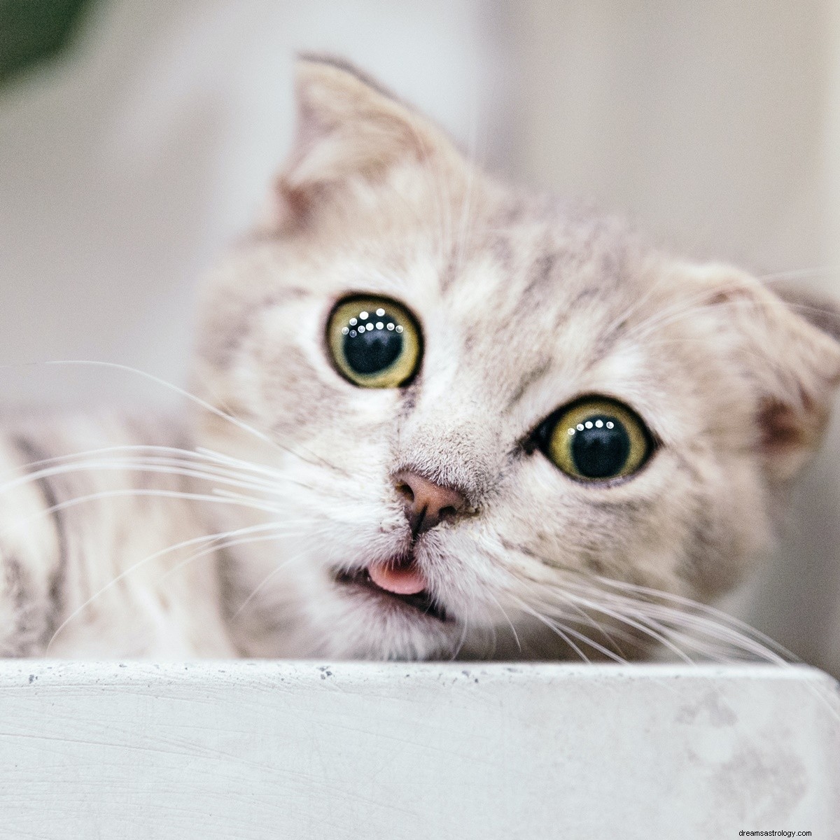 Best Cat Breeds for Earth Signs: Taurus, Virgo & Capricorn