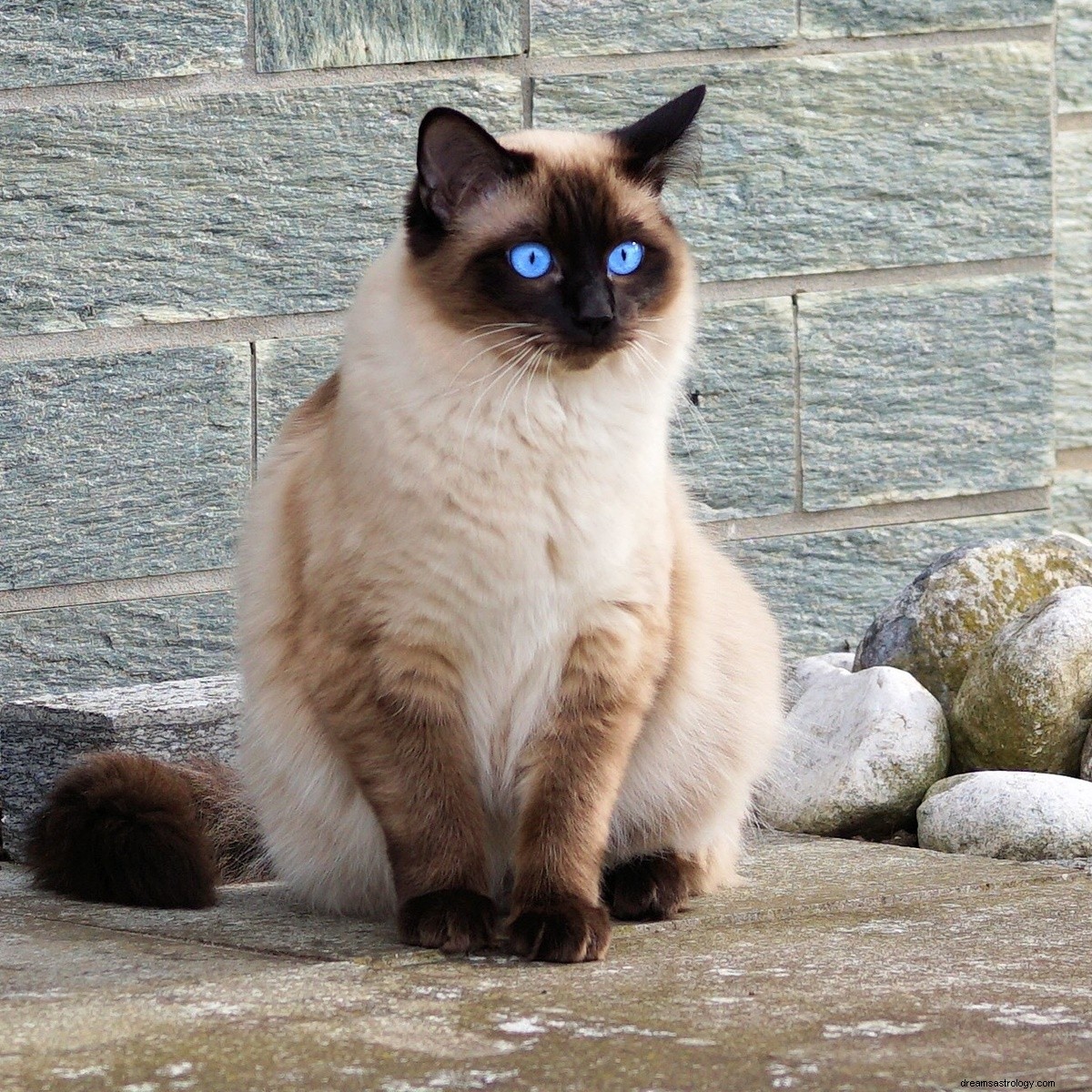Best Cat Breeds for Fire Signs: A Zodiac-Based Guide