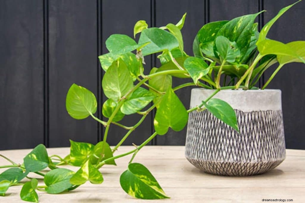 The Ultimate Gift Guide for Virgos: Practical & Thoughtful Ideas