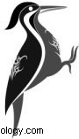 Native American Animal Symbols: Meanings & Zodiac