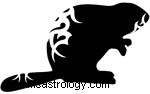 Native American Animal Symbols: Meanings & Zodiac