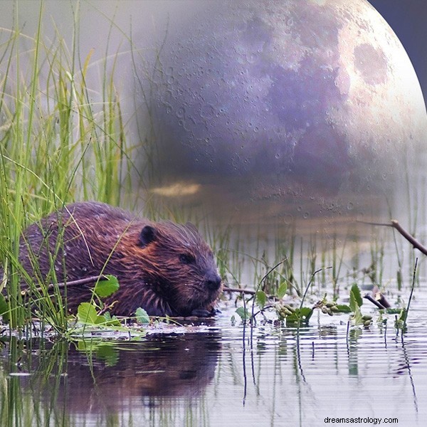 Native American Moon Signs: Meanings & Personalized Insights