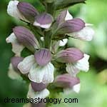 Zodiac Flowers: Discover Your Blooming Personality