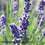 Zodiac Flowers: Discover Your Blooming Personality